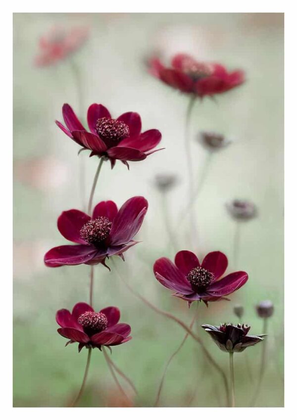 Cosmos Sway - Mandy Disher