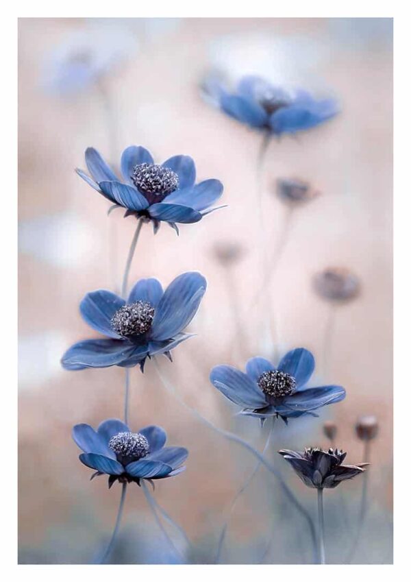 Cosmos blue - Mandy Disher