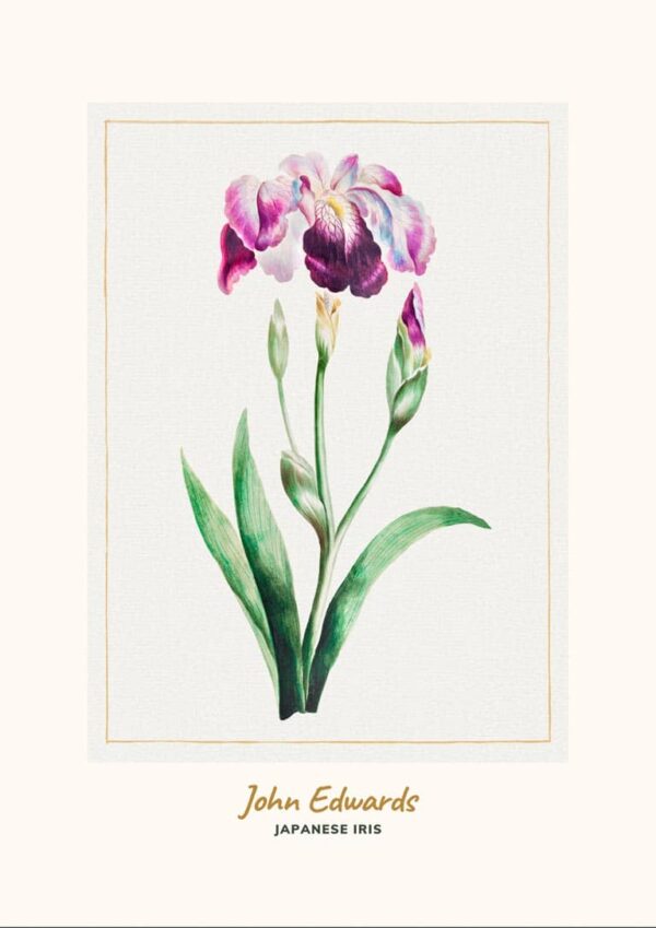 Japanese Iris by John Edwards japansk kunstplakat