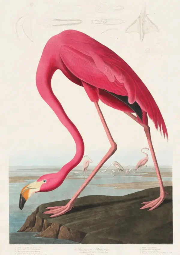 Pink Flamingo - John James Audubon